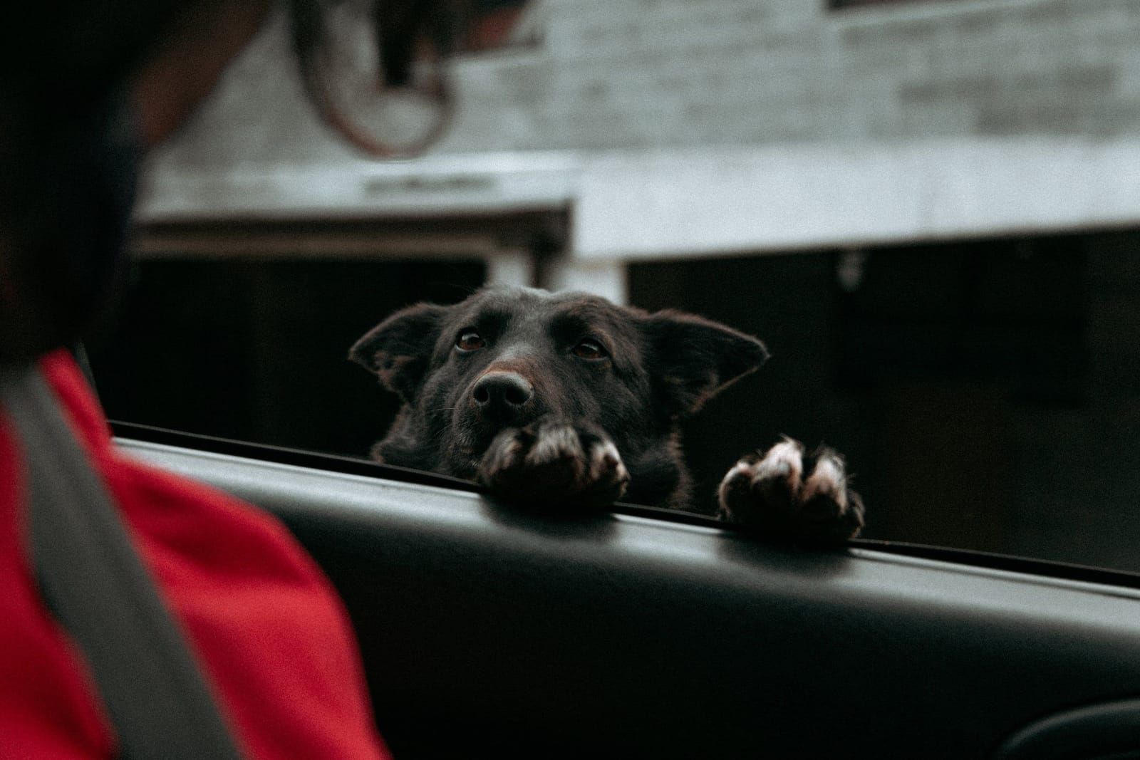 Cachorro com as patas apoiadas na janela do carro