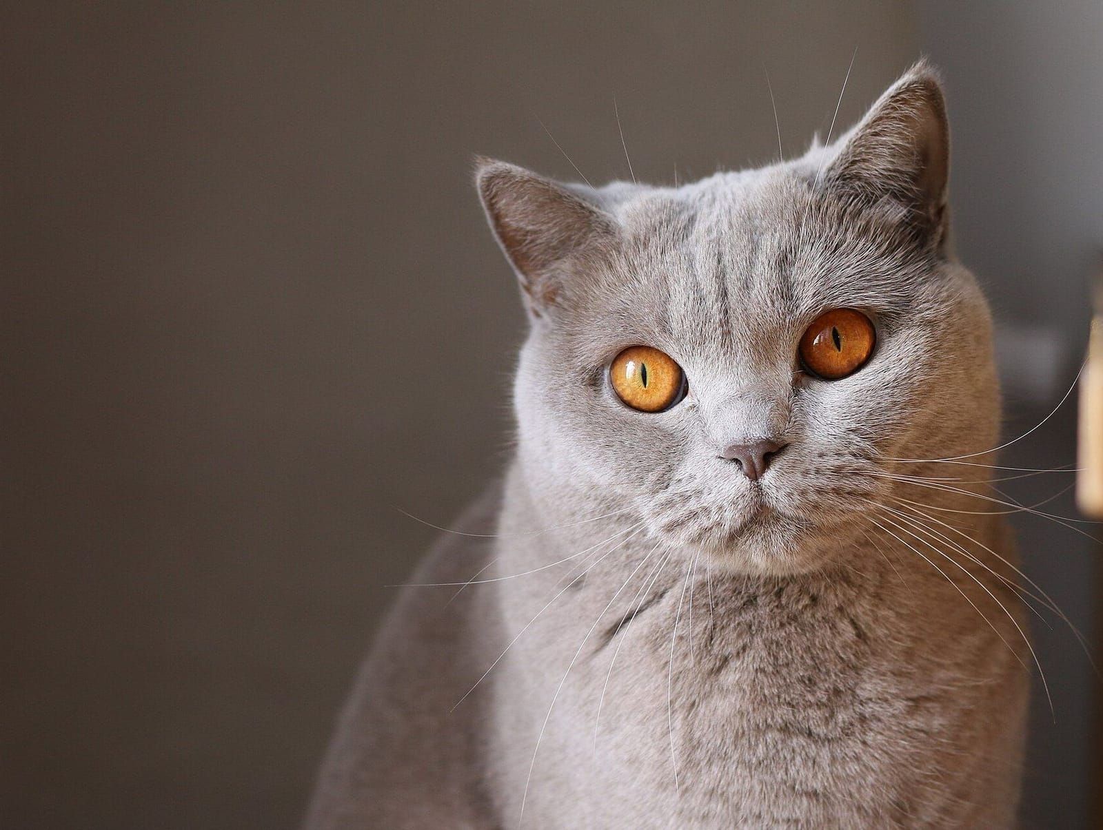 Gato adulto sentado olhando para a câmera