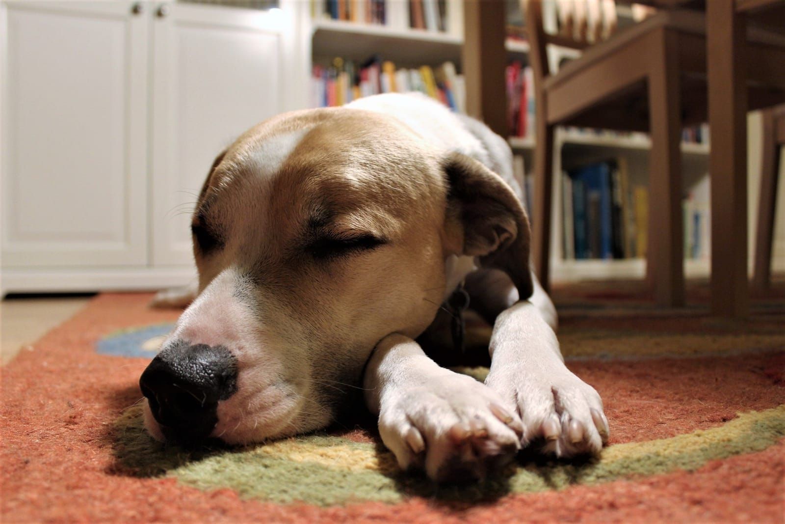 Cachorro relaxado deitado no chão da sala de casa