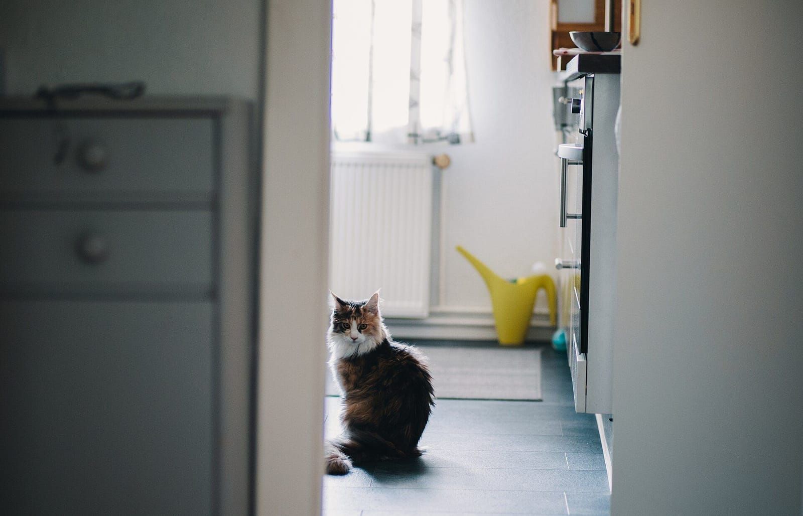 Gato sentado no chão da cozinha