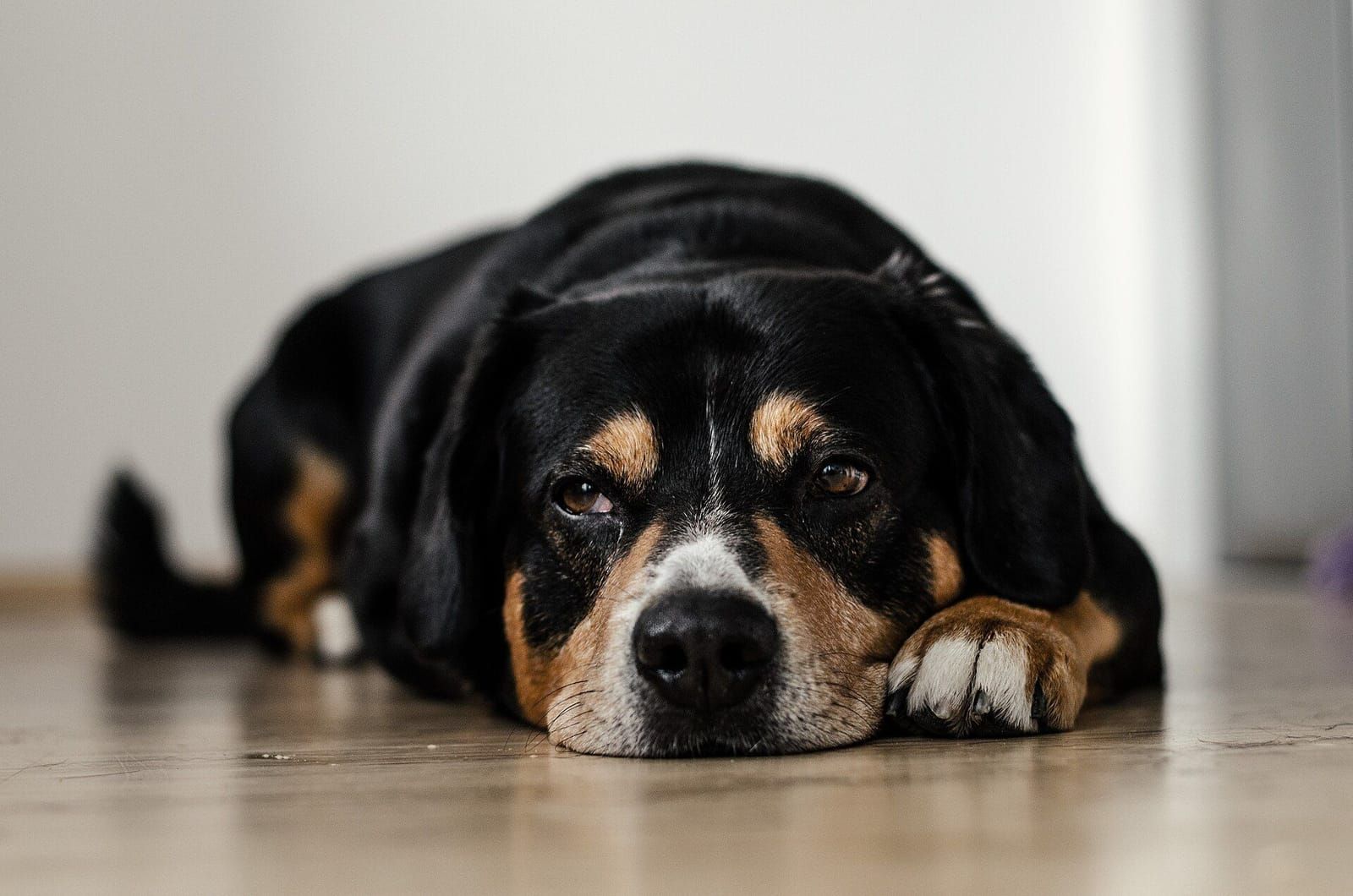 Cachorro abatido deitado no chão de casa