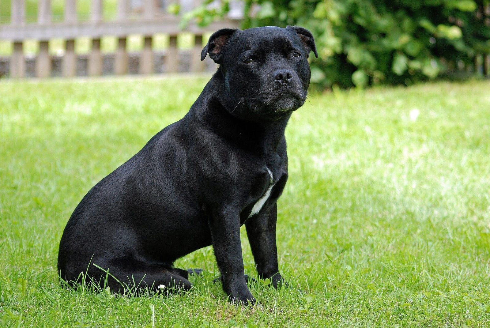 Cachorro adulto sentado no jardim